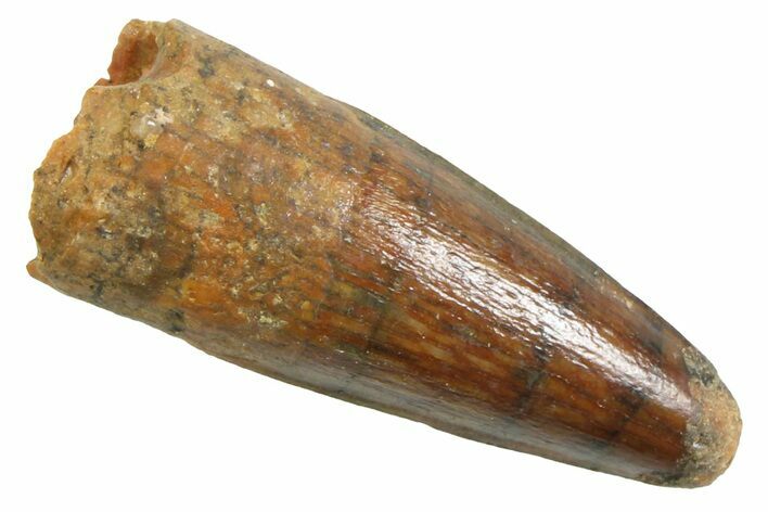 Juvenile Fossil Spinosaurus Tooth - Real Dinosaur Tooth #354831